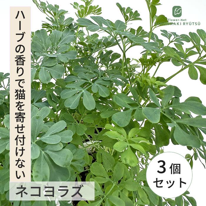 日本花キ流通 ルー 苗 3個セット 9cmポット ネコヨラズ アゲハソウ