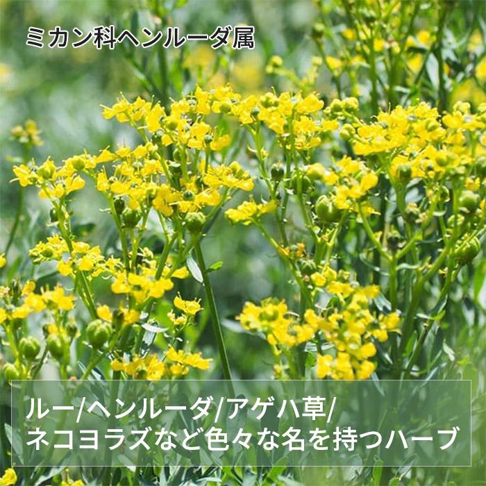 日本花キ流通 ルー 苗 3個セット 9cmポット ネコヨラズ アゲハソウ