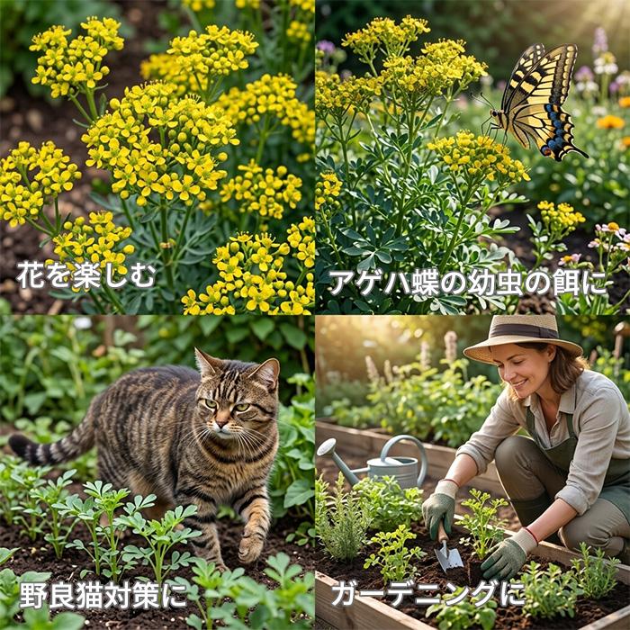 休止中　速達ヘンルーダ　ルー　ハーブ　ポットごと苗　猫よけ　宿根草　アゲハ餌 日本花キ流通 ルー 苗 3個セット 9cmポット ネコヨラズ アゲハソウ