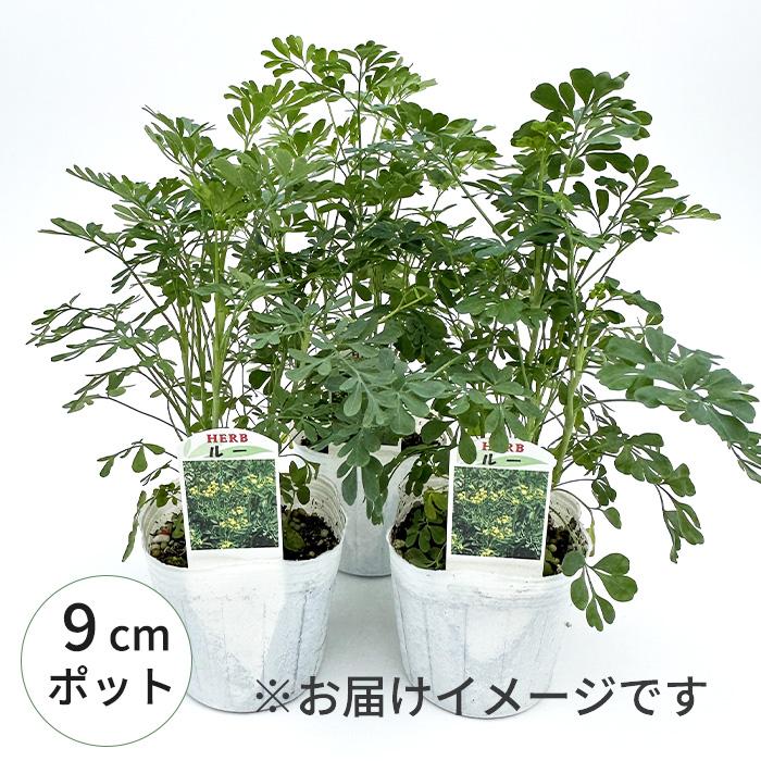 日本花キ流通 ルー 苗 3個セット 9cmポット ネコヨラズ アゲハソウ