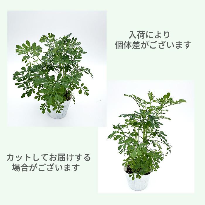 日本花キ流通 ルー 苗 3個セット 9cmポット ネコヨラズ アゲハソウ
