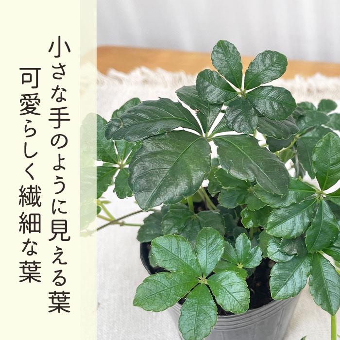 日本花キ流通 観葉植物 パーセノシッサス シュガーバイン 9cmポット