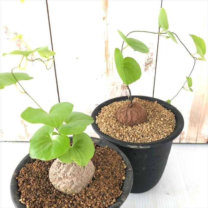 日本花キ流通 多肉植物 os亀甲竜 キッコウリュウ おもしろ 塊根