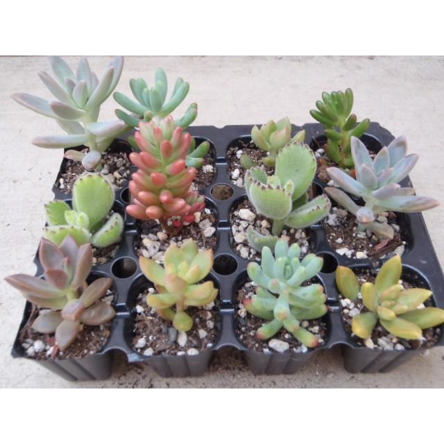 多肉植物 多肉植物おまかせ連結12株セット 室内インテリア 寄せ植え 売れ筋 フラワーネット日本花キ流通 通販 Yahoo ショッピング