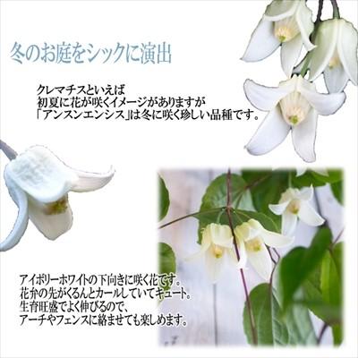 日本花キ流通 冬咲きクレマチス アンスンエンシス 12cmポット
