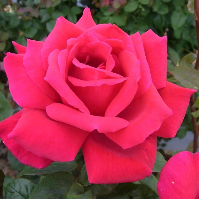 日本花キ流通 予約販売 バラ苗 バラ大苗 大輪 エーボン 四季咲き 薔薇