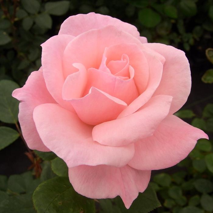 日本花キ流通 予約販売 バラ苗 バラ大苗 大輪 クイーンエリザベス