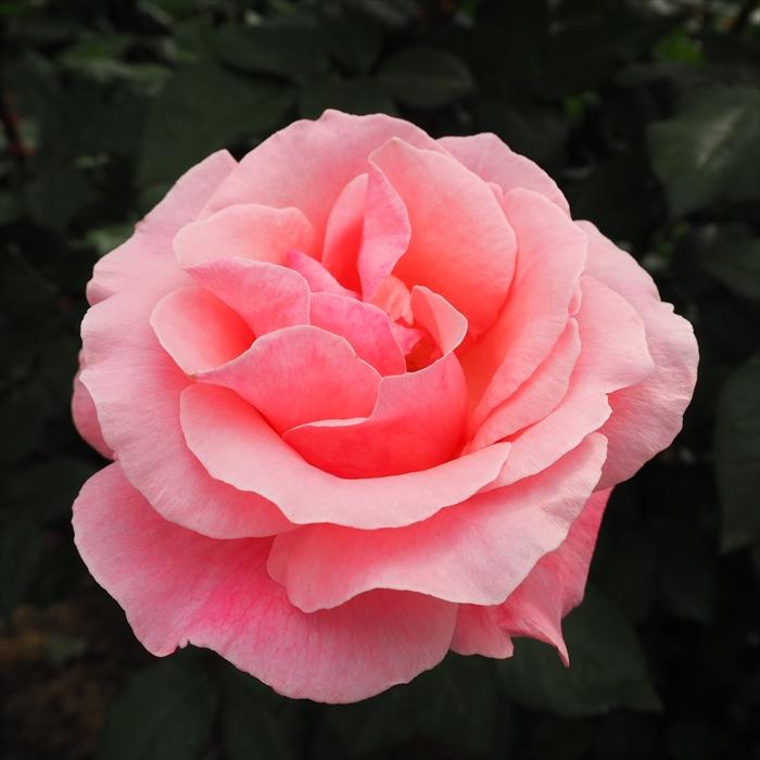 ピンクのバラ苗　ばら苗　挿し木苗　薄ピンク 日本花キ流通 【まもなく締め切り】 予約販売 バラ苗 バラ大苗 大輪