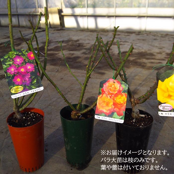 日本花キ流通 予約販売 バラ苗 バラ大苗 大輪 リオサンバ