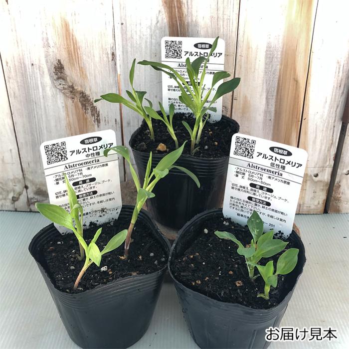 予約販売 アルストロメリア キラリ 10 5cmポット 宿根草 花苗 ガーデニング 10月下旬以降発送 フラワーネット日本花キ流通 通販 Yahoo ショッピング