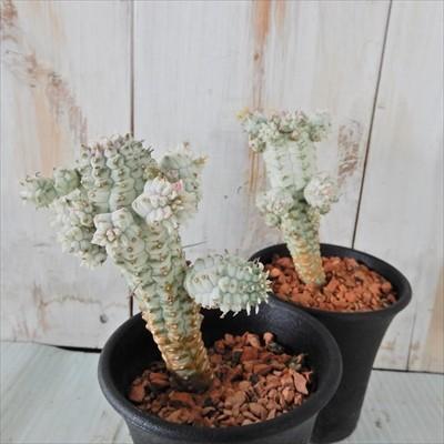 日本花キ流通 多肉植物 sdユーフォルビア ミルクトロン 日本花キ流通 多肉植物 sdユーフォルビア ミルクトロン