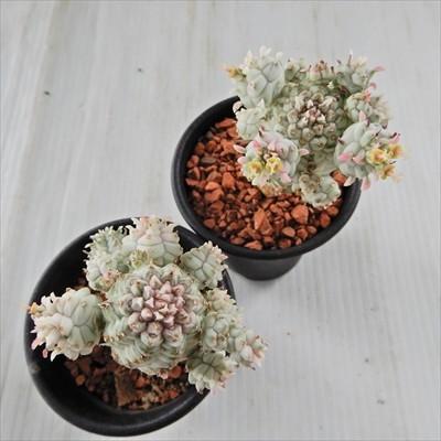 日本花キ流通 多肉植物 sdユーフォルビア ミルクトロン 日本花キ流通 多肉植物 sdユーフォルビア ミルクトロン