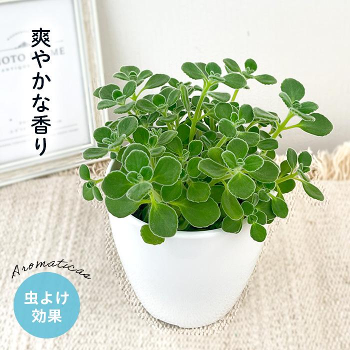 多肉植物 プレクトランサス アロマティカス 9cmポット 多肉植物 ハーブ Herb フラワーネット日本花キ流通 通販 Yahoo ショッピング