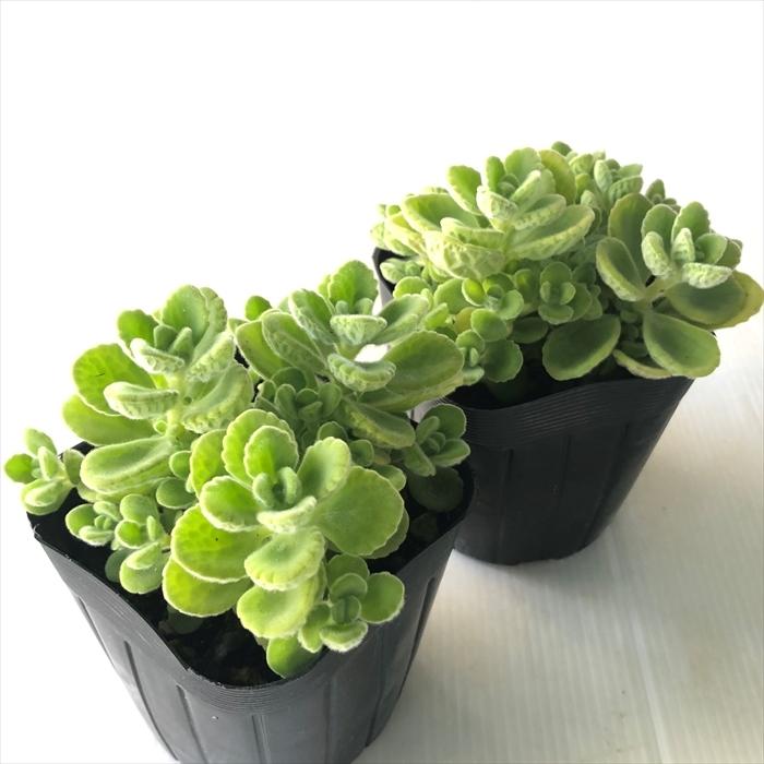 多肉植物 プレクトランサス アロマティカス 9cmポット 多肉植物 ハーブ Herb フラワーネット日本花キ流通 通販 Yahoo ショッピング