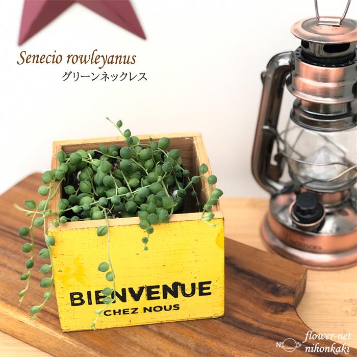 日本花キ流通 多肉植物 seグリーンネックレス 9cmポット 日本花キ流通 多肉植物 seグリーンネックレス 9cmポット