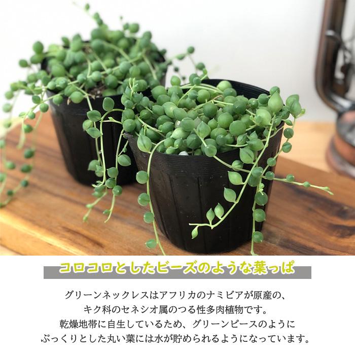多肉植物 グリーンネックレス 9cmポット 観葉植物 苗 インテリア おしゃれ フラワーネット日本花キ流通 通販 Yahoo ショッピング