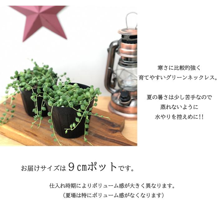 グリーンネックレス 日本花キ流通 多肉植物 se斑入りグリーンネックレス 9cmポット