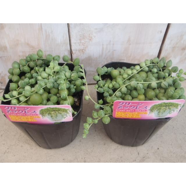 日本花キ流通 多肉植物 seグリーンネックレス 9cmポット
