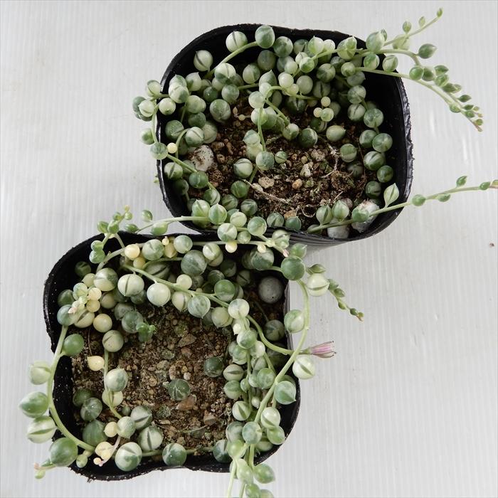 日本花キ流通 多肉植物 se斑入りグリーンネックレス 9cmポット