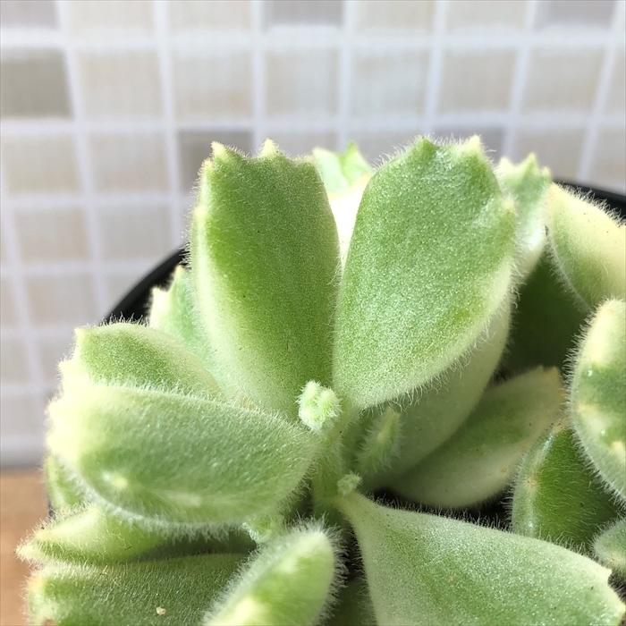日本花キ流通 多肉植物 sdコチレドン 熊童子錦 コグマの手袋 9cm