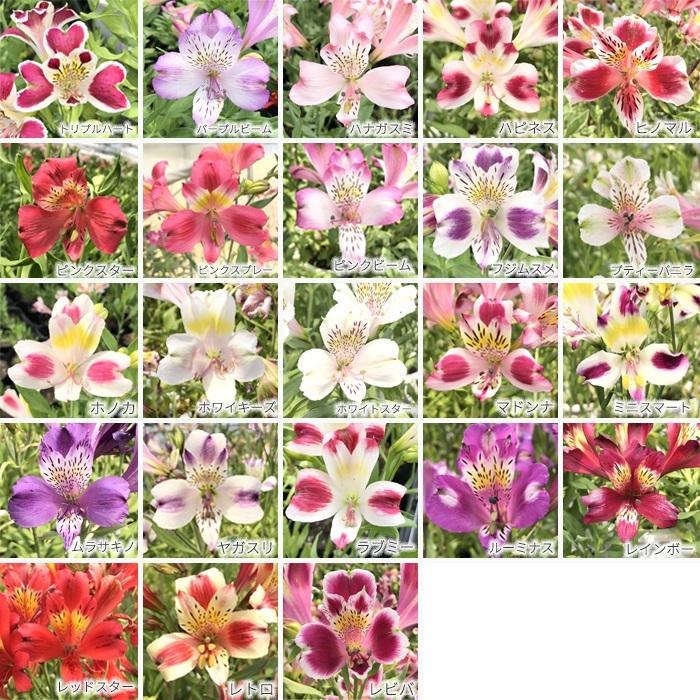 予約販売 アルストロメリア ムラサキノ 10 5cmポット 宿根草 花苗 ガーデニング 3月中旬以降発送 フラワーネット日本花キ流通 通販 Yahoo ショッピング