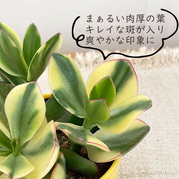 日本花キ流通 多肉植物 sd新 金のなる木 斑入り金のなる木 4号鉢 花月