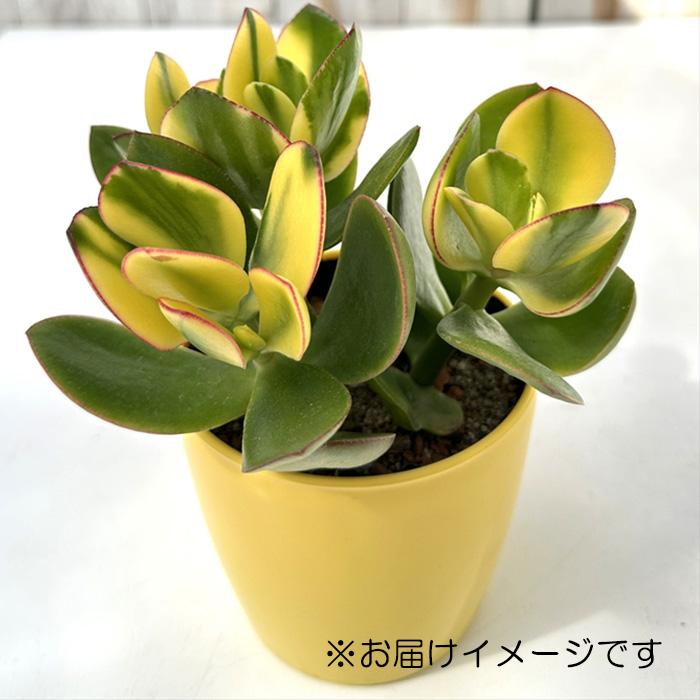 日本花キ流通 多肉植物 sd新 金のなる木 斑入り金のなる木 4号鉢 花月