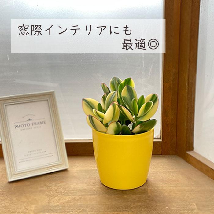 日本花キ流通 多肉植物 sd新 金のなる木 斑入り金のなる木 4号鉢 花月