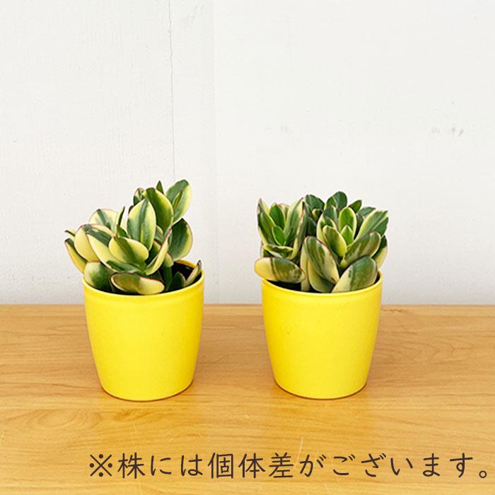 日本花キ流通 多肉植物 sd新 金のなる木 斑入り金のなる木 4号鉢 花月