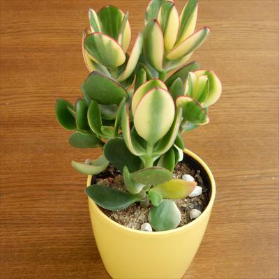 日本花キ流通 多肉植物 sd新 金のなる木 斑入り金のなる木 4号鉢 観葉