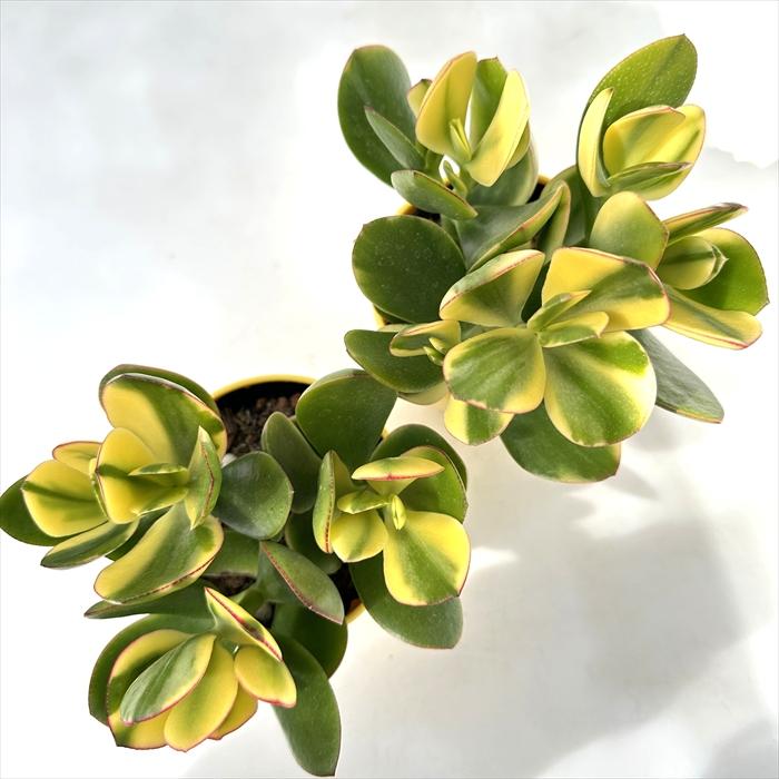 日本花キ流通 多肉植物 sd新 金のなる木 斑入り金のなる木 4号鉢 花月