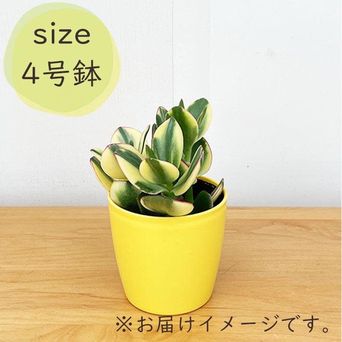 日本花キ流通 多肉植物 sd新 金のなる木 斑入り金のなる木 4号鉢 花月