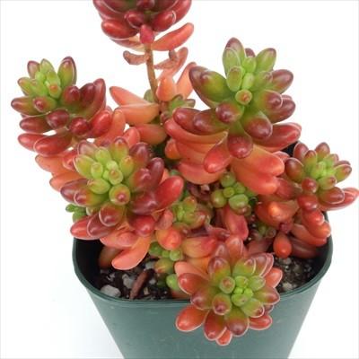 日本花キ流通 多肉植物 irzセダム 虹の玉 ニジノタマ 9cmポット 日本花キ流通 多肉植物 irzセダム 虹の玉 ニジノタマ 9cmポット