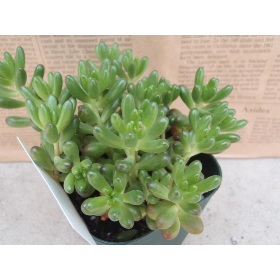 日本花キ流通 多肉植物 irzセダム 虹の玉 ニジノタマ 9cmポット 日本花キ流通 多肉植物 irzセダム 虹の玉 ニジノタマ 9cmポット