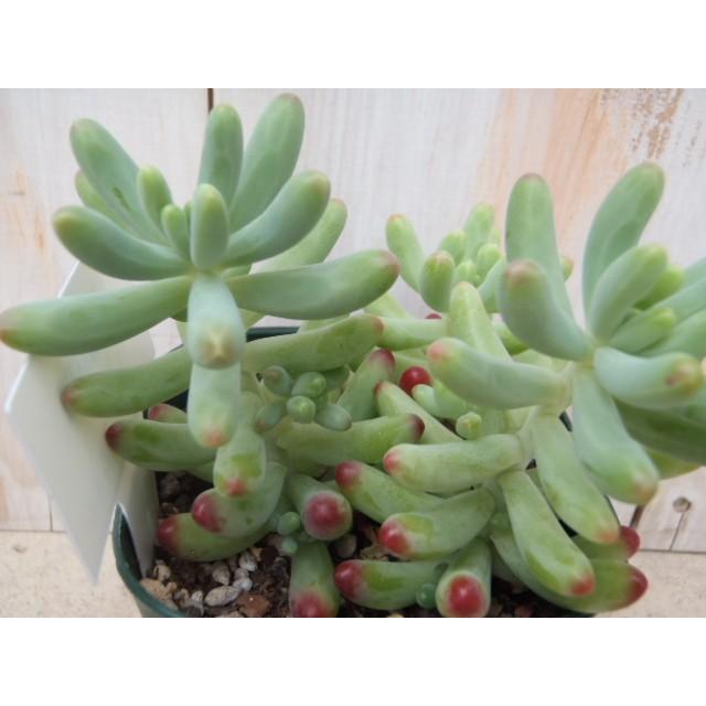 多肉植物 Irzセダム 乙女心 オトメゴコロ 多肉植物 9cmポット フラワーネット日本花キ流通 通販 Yahoo ショッピング