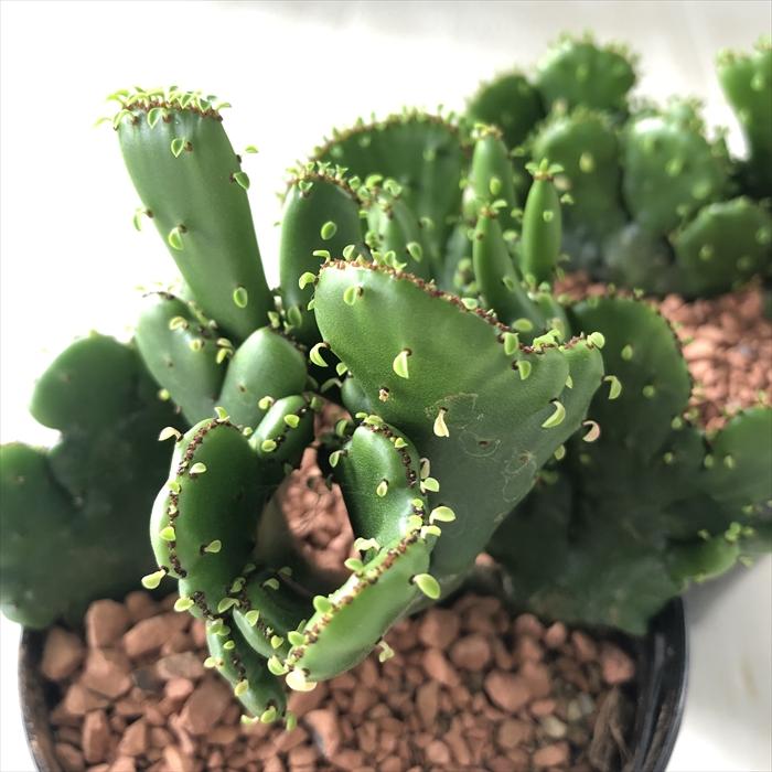 【アイビー】５品種　多肉植物 Amazon.co.jp: 【Succute】エケベリア 韓国苗（発根済み抜き苗