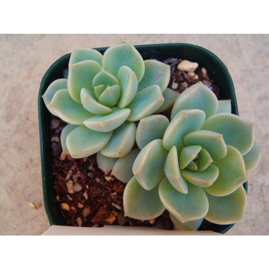 多肉植物 Irzエケベリア 白牡丹 シロボタン 多肉植物 9cmポット フラワーネット日本花キ流通 通販 Yahoo ショッピング