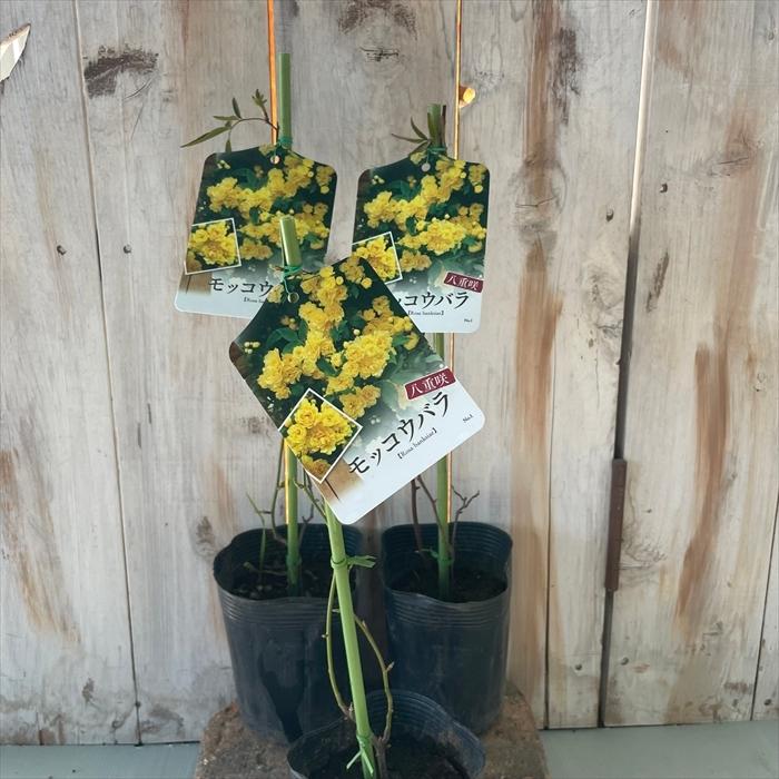 バラ苗 バラ大苗 モッコウバラ （黄） 10.5cmポット 木香薔薇