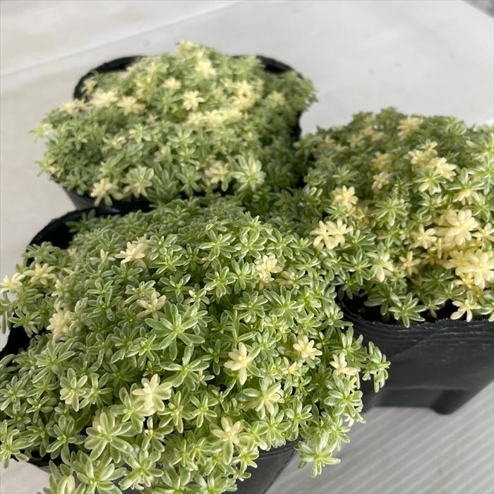日本花キ流通 多肉植物 seセダム ミルクゥージ セダム 9cmポット