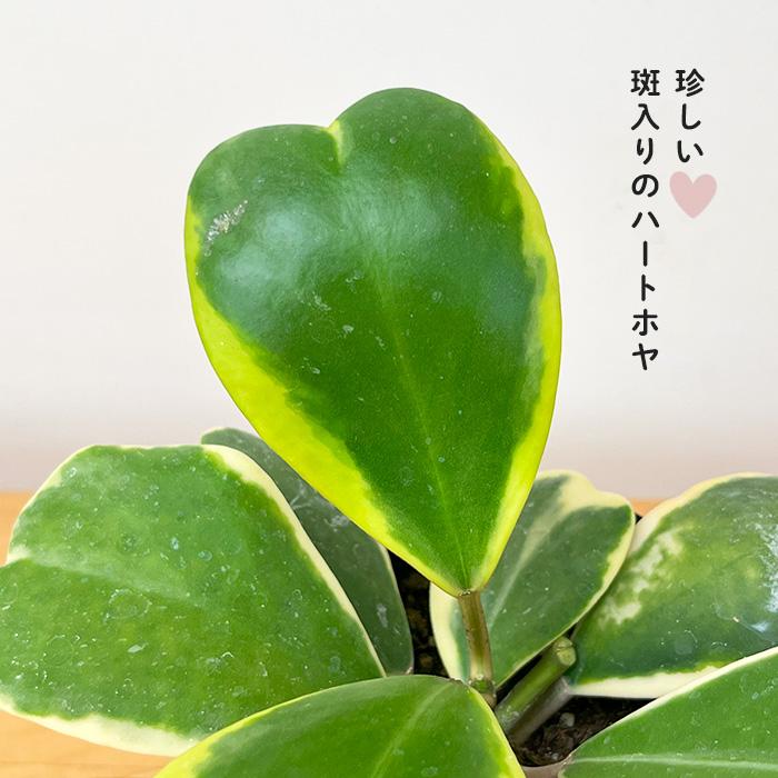 日本花キ流通 観葉植物 斑入りハートホヤ 3号鉢 ハートホヤ