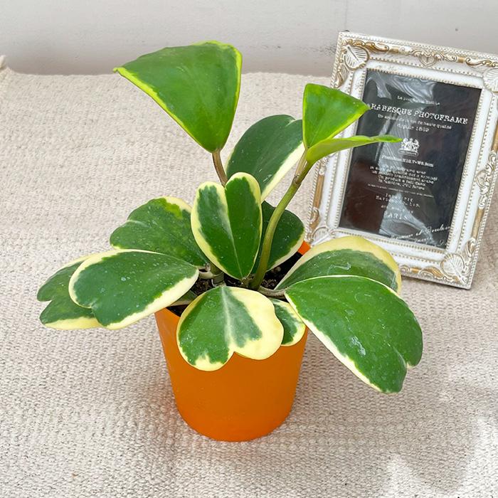 日本花キ流通 観葉植物 斑入りハートホヤ 3号鉢 ハートホヤ