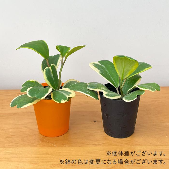 日本花キ流通 観葉植物 斑入りハートホヤ 3号鉢 ハートホヤ
