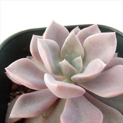 多肉植物 Irzグラプトベリア デビー 多肉植物 グラプトベリア 9cmポット フラワーネット日本花キ流通 通販 Yahoo ショッピング