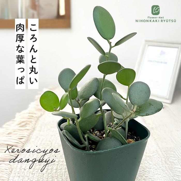 日本花キ流通 多肉植物 caクセロシキオス 緑の太鼓 グリーンドラム 9cm