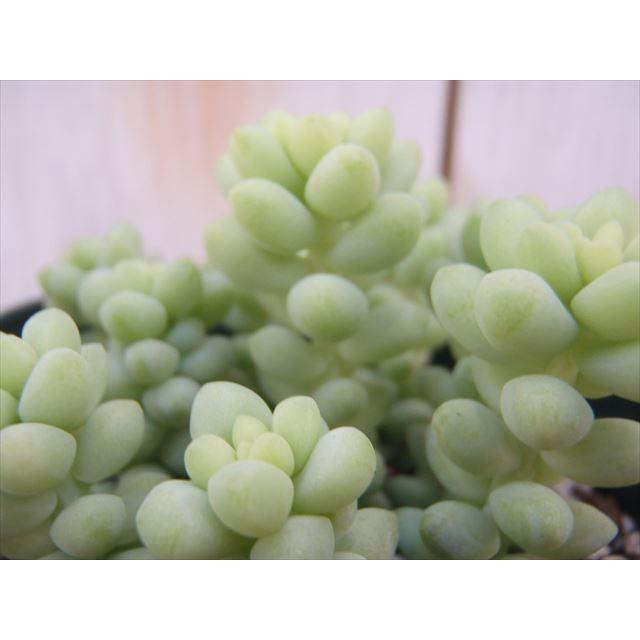 多肉植物 Irzセダム 新玉つづり タマツヅリ 多肉植物 9cmポット フラワーネット日本花キ流通 通販 Yahoo ショッピング