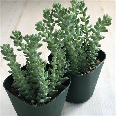 多肉植物 Irzセダム 新玉つづり タマツヅリ 多肉植物 9cmポット フラワーネット日本花キ流通 通販 Yahoo ショッピング