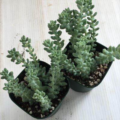 多肉植物 Irzセダム 新玉つづり タマツヅリ 多肉植物 9cmポット フラワーネット日本花キ流通 通販 Yahoo ショッピング