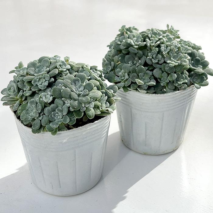 日本花キ流通 多肉植物 seセダム スパスリフォリウム ケープブランコ