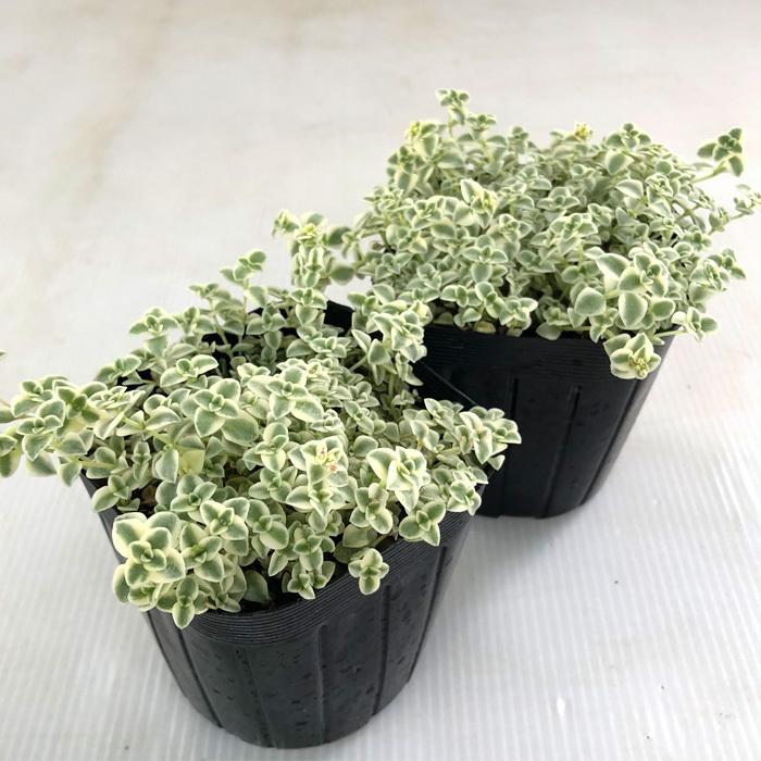 日本花キ流通 多肉植物 seクラッスラ リトルミッシー 9cmポット