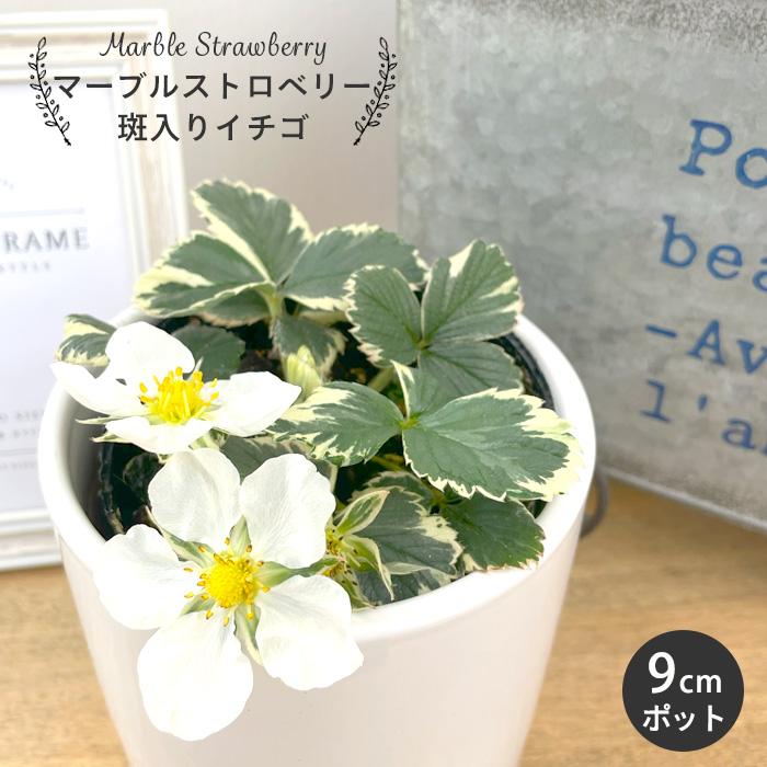 日本花キ流通 予約販売 マーブルストロベリー 苗 9cmポット 斑入り